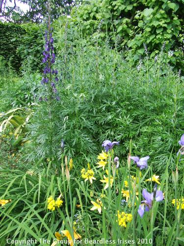 hidcote (19)
